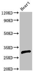 C/EBP Epsilon / CEBPE Antibody