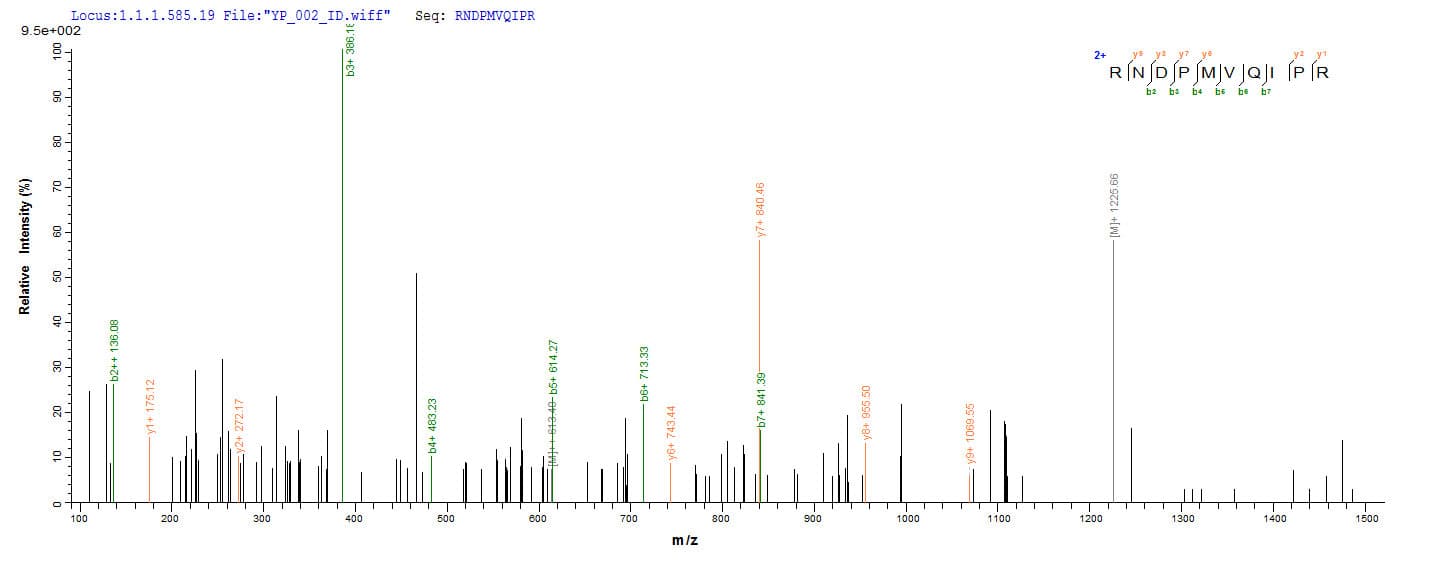 Mycobacterium tuberculosis fbpC Protein (Recombinant 6His, N-terminus)