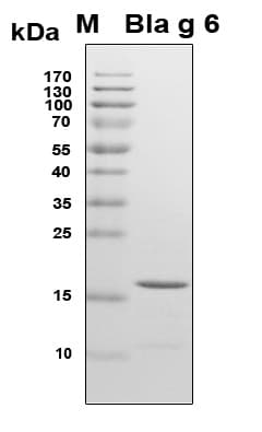 Blattella germanica Allergen Bla g 6 Protein (Recombinant 6His, N-terminus)