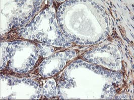 Monoclonal Mouse anti-Human ENPEP / Aminopeptidase A Antibody (clone OTI1D4, IHC, IF, WB)