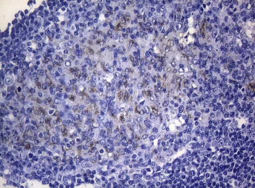 RAB3A Antibody (clone OTI1G4)
