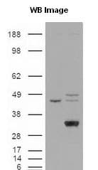 LIPG / Endothelial Lipase Antibody (C-Terminus, DY488)