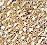 DDAH1 Antibody (aa221-250)