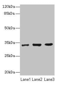 Alpha SNAP Antibody