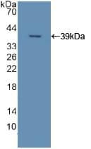 APOC2 / Apolipoprotein C II Antibody (aa13-97, HRP)