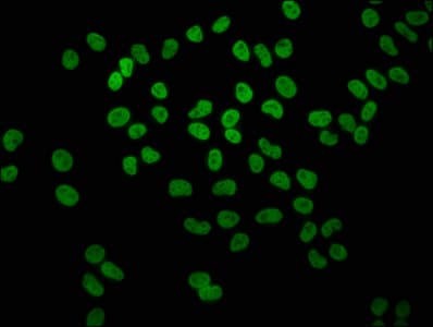 HIST1H4I Antibody