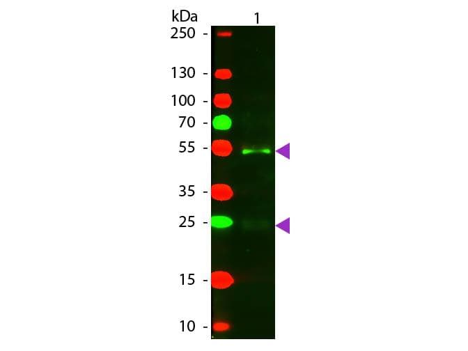 Rabbit Anti-Horse IgG Secondary Antibody (TR)