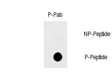 Polyclonal Rabbit anti-Human CD95 / FAS Antibody (phospho-Tyr291)