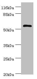 DPH2 Antibody (aa1-489)