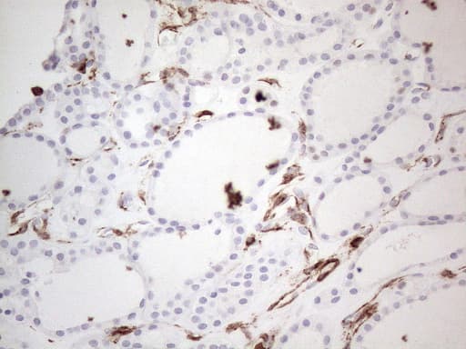 ANPEP / CD13 Antibody (aa668-967, clone OTI2E4)