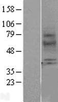 Human MTNR1A / Melatonin Receptor 1a Protein (Over-Expression Lysate Myc-DDK (Flag))