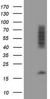 CNOT4 / CLONE243 Antibody (clone OTI4C7)