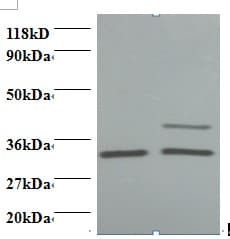 LDHA / LDH1 Antibody