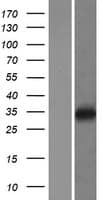 LAPTM4B Protein (Over-Expression Lysate Myc-DDK (Flag))
