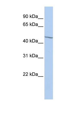 EIF3E Antibody (aa360-409)
