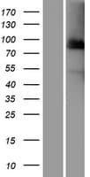 CDC27 Protein (Over-Expression Lysate Myc-DDK (Flag))
