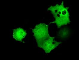 UBXN10 Antibody (clone OTI2F6)