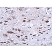 C13orf34 / BORA Antibody