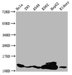 Polyclonal Rabbit anti-Human HIST1H4I Antibody (IHC, IF)