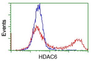 Monoclonal Mouse anti-Human HDAC6 Antibody (clone OTI5E6, IHC, IF, WB)