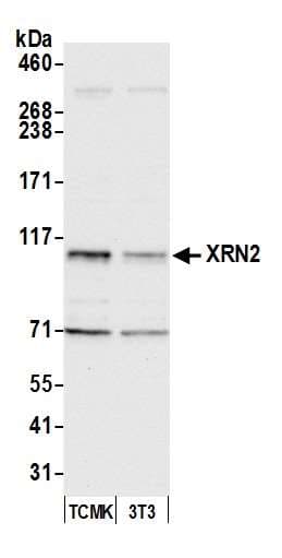 IHC-plus™ XRN2 Antibody (aa900-950)
