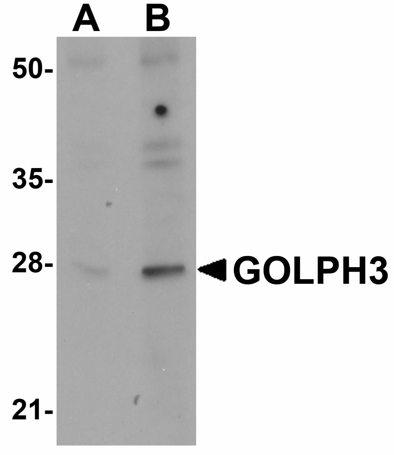 IHC-plus™ GOLPH3 Antibody