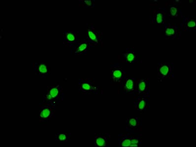 HIST1H2AI Antibody