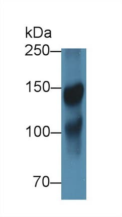 ICAM5 / ICAM-5 Antibody (aa409-674, PE)