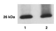 KLK12 / Kallikrein 12 Antibody (aa236-248)