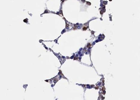 CBFA1 / RUNX2 Antibody