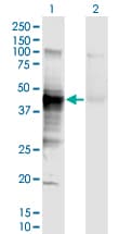 HLA-A Antibody (clone 2D6)