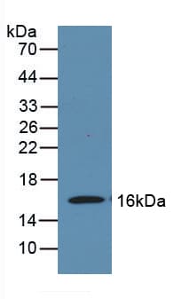 MOG Antibody (aa29-153)