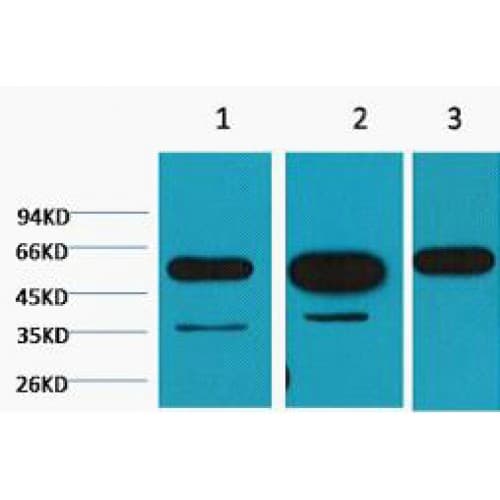 Beta Tubulin Antibody (C-term, clone M7)