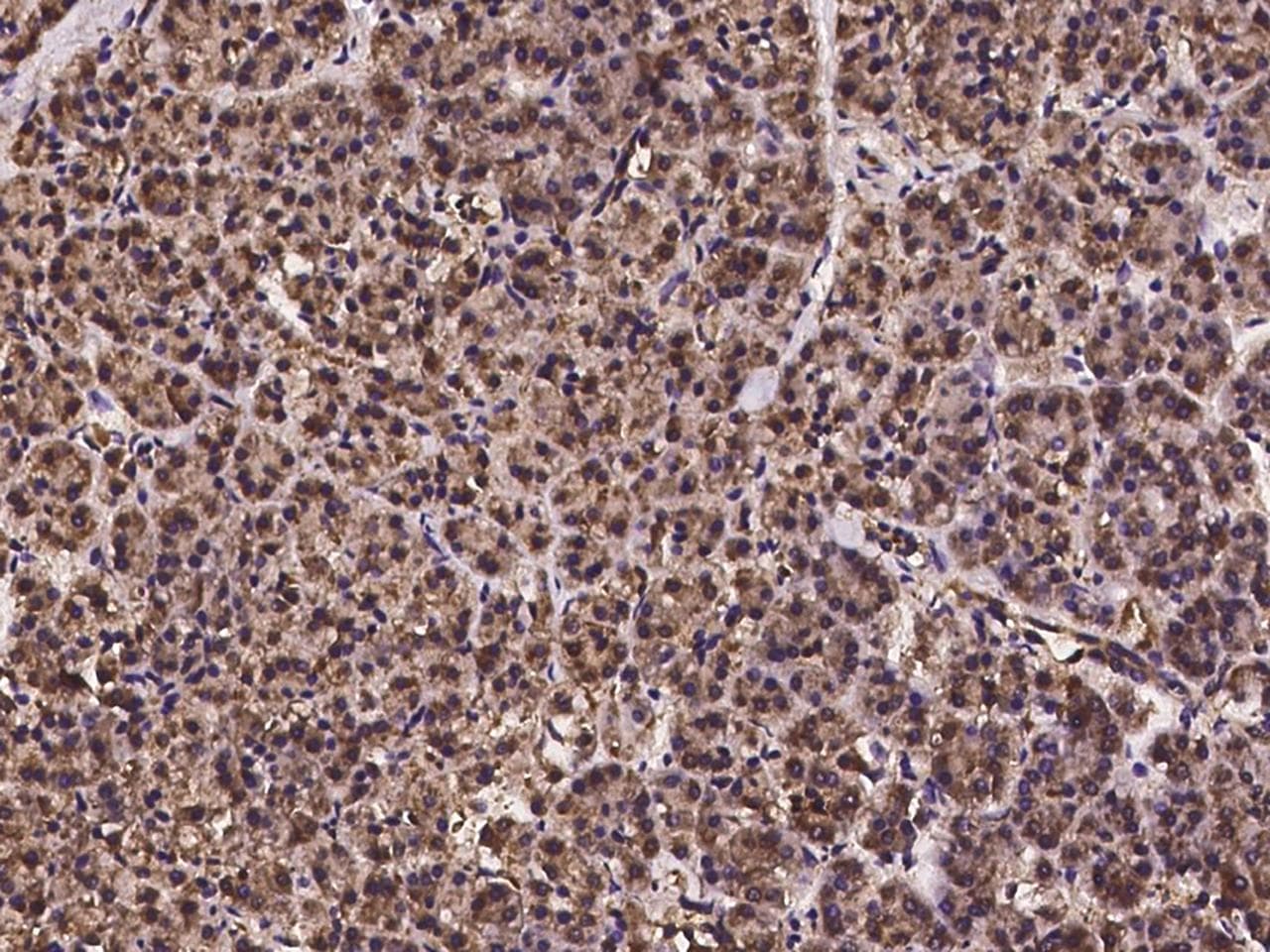 PCBD2 Antibody