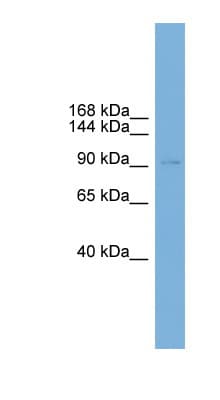 HPH2 / PHC2 Antibody (aa35-84)