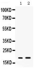Peptide YY / PYY Antibody
