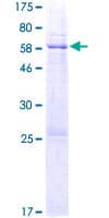 Human GLB1L3 Protein (Recombinant GST)