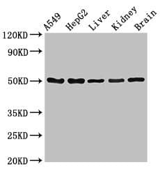 SLC33A1 Antibody