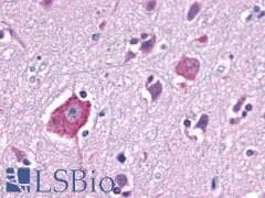 PathPlus™ Encephalopsin / OPN3 Antibody (C-Terminus)