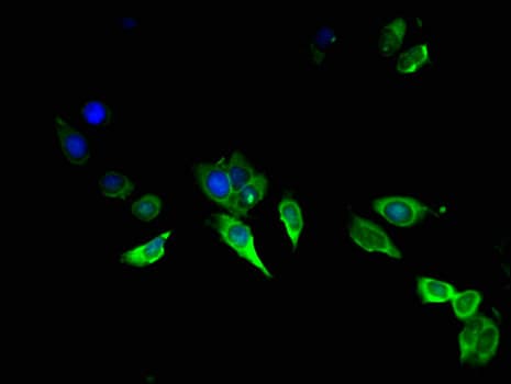 AREG / Amphiregulin Antibody