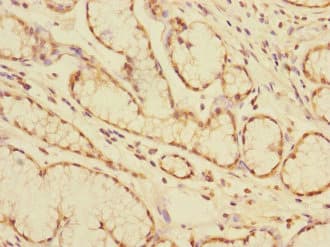 CEACAM4 Antibody