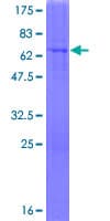 Human MAN1A1 Protein (Recombinant GST)