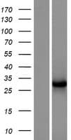 NECAP2 Protein (Over-Expression Lysate Myc-DDK (Flag))