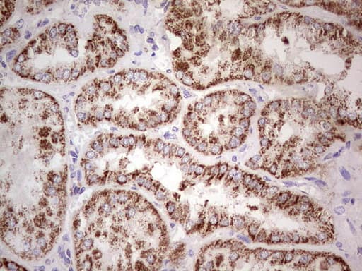 LRRC6 Antibody (clone OTI2A8, Carrier-free)
