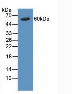 TRAF4 Antibody (aa193-444, PE)