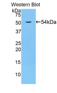 LAMP1 / CD107a Antibody (aa49-297)