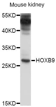 HOXB9 Antibody
