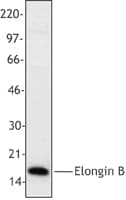 TCEB2 / Elongin B Antibody (clone 10C4)