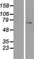 C17orf80 Protein (Over-Expression Lysate Myc-DDK (Flag))