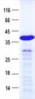Human CHCHD7 Protein (Recombinant GST, N-terminus + His, C-terminus)